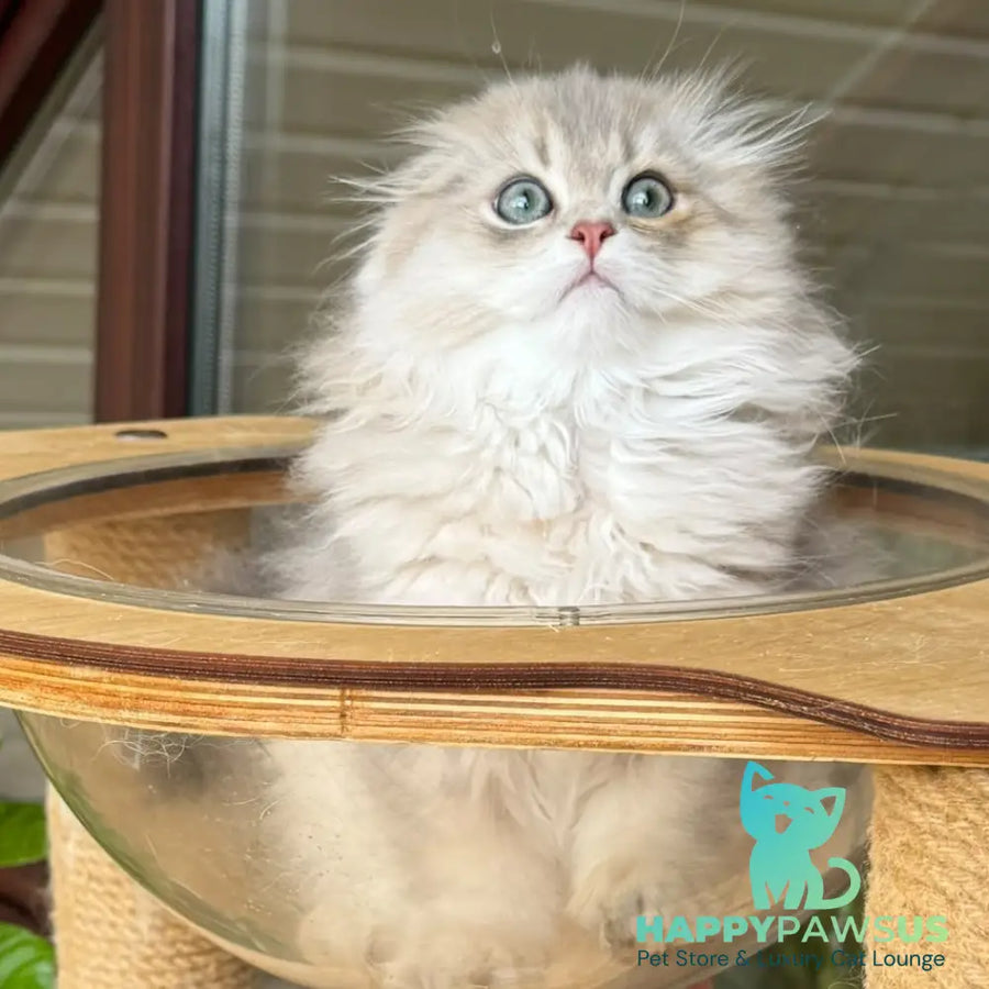 Gina Scottish Fold female blue golden shaded - live animals