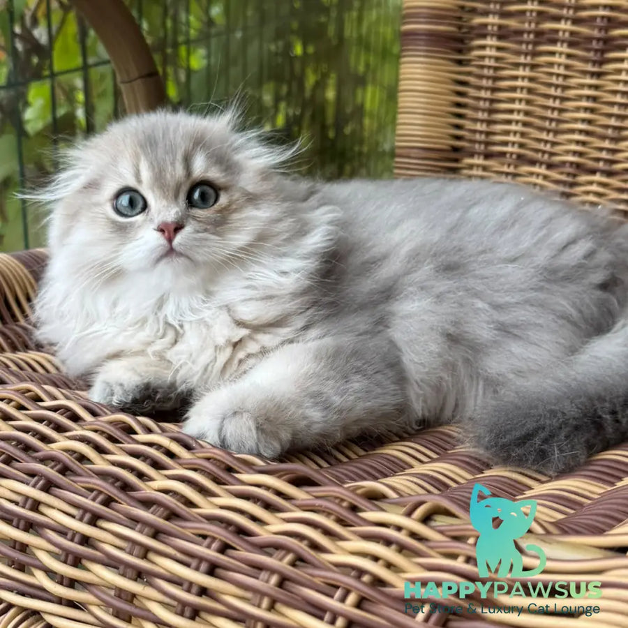 Gina Scottish Fold female blue golden shaded - live animals