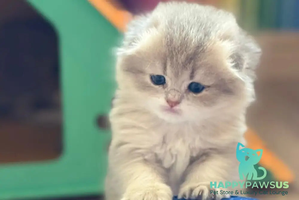 Gina Scottish Fold female blue golden shaded - live animals