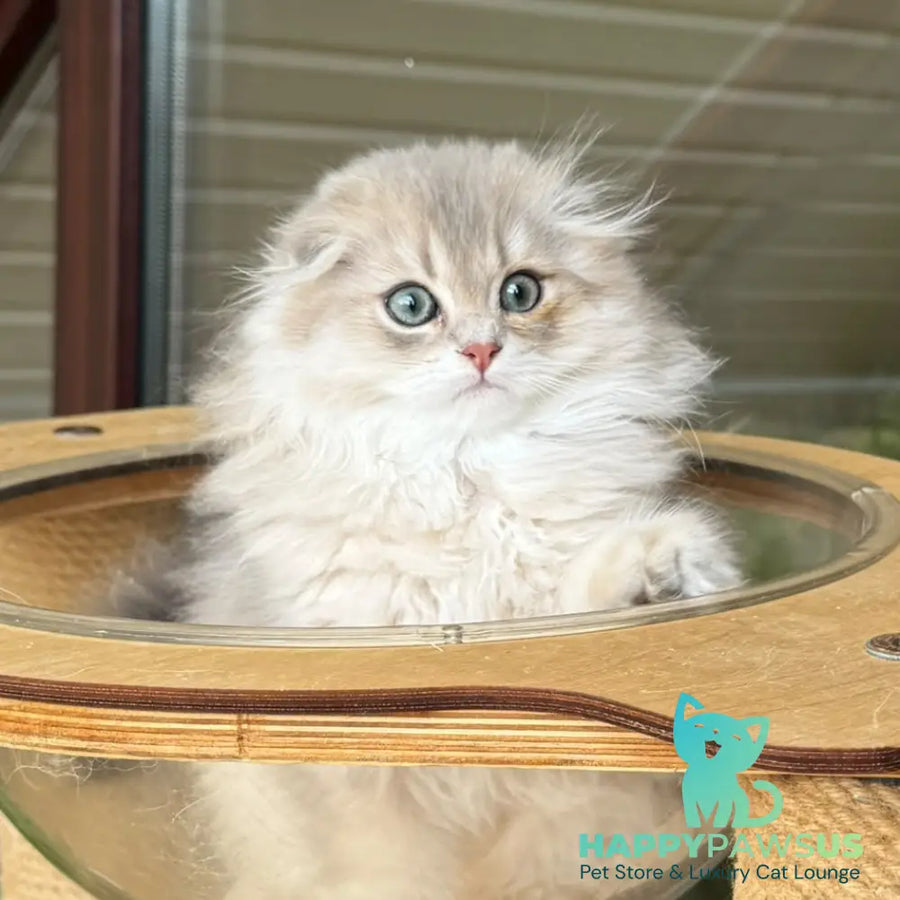 Gina Scottish Fold female blue golden shaded - live animals