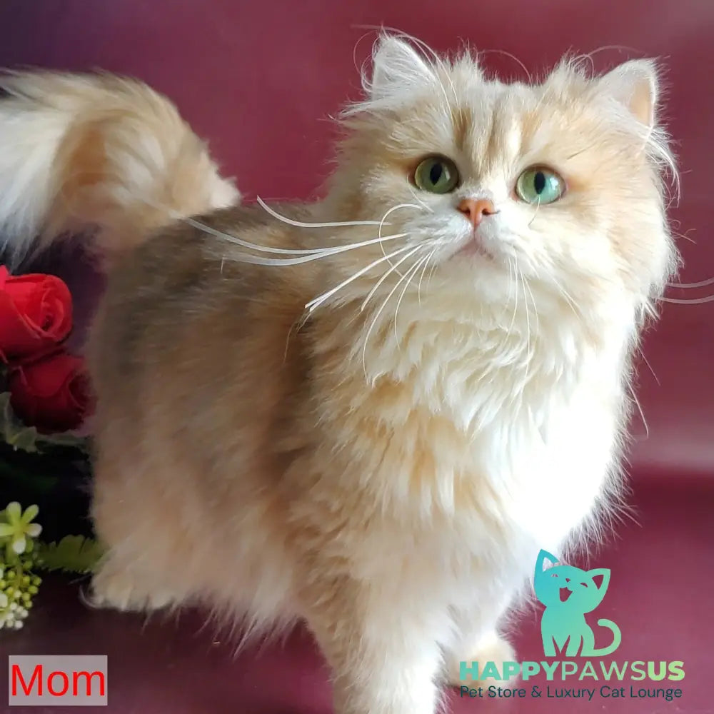 Ginger British Longhair male chocolate golden ticked tabby - live animals