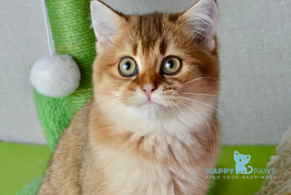 Ginger British Shorthair male black golden shaded live animals