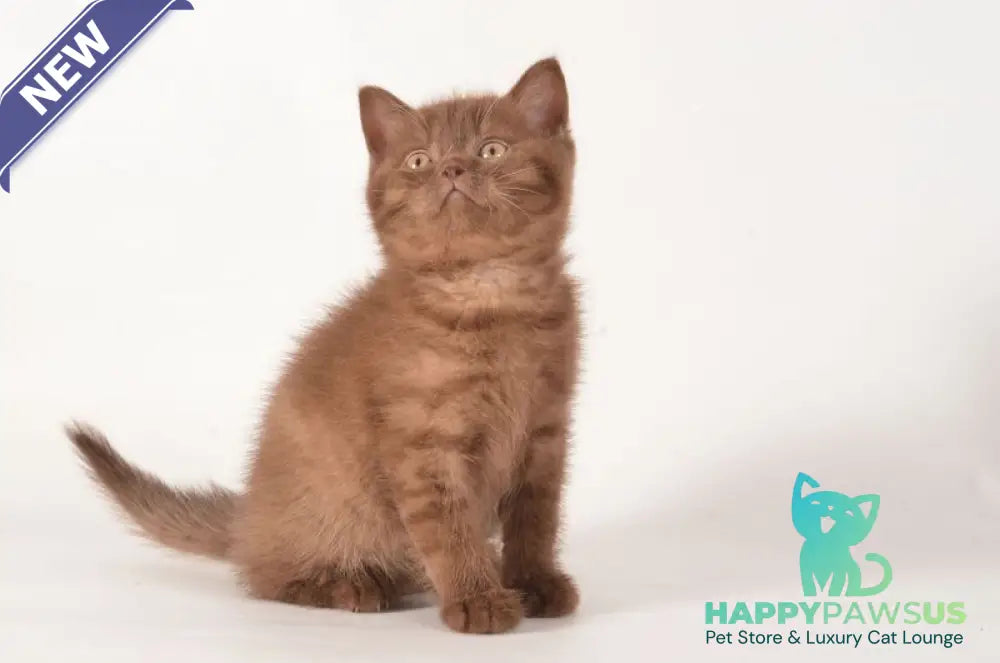 Ginger British Shorthair male chocolate - live animals