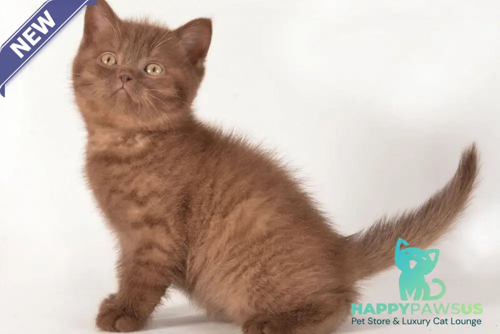 Ginger British Shorthair male chocolate - live animals