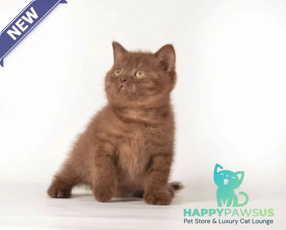 Ginger British Shorthair male chocolate - live animals