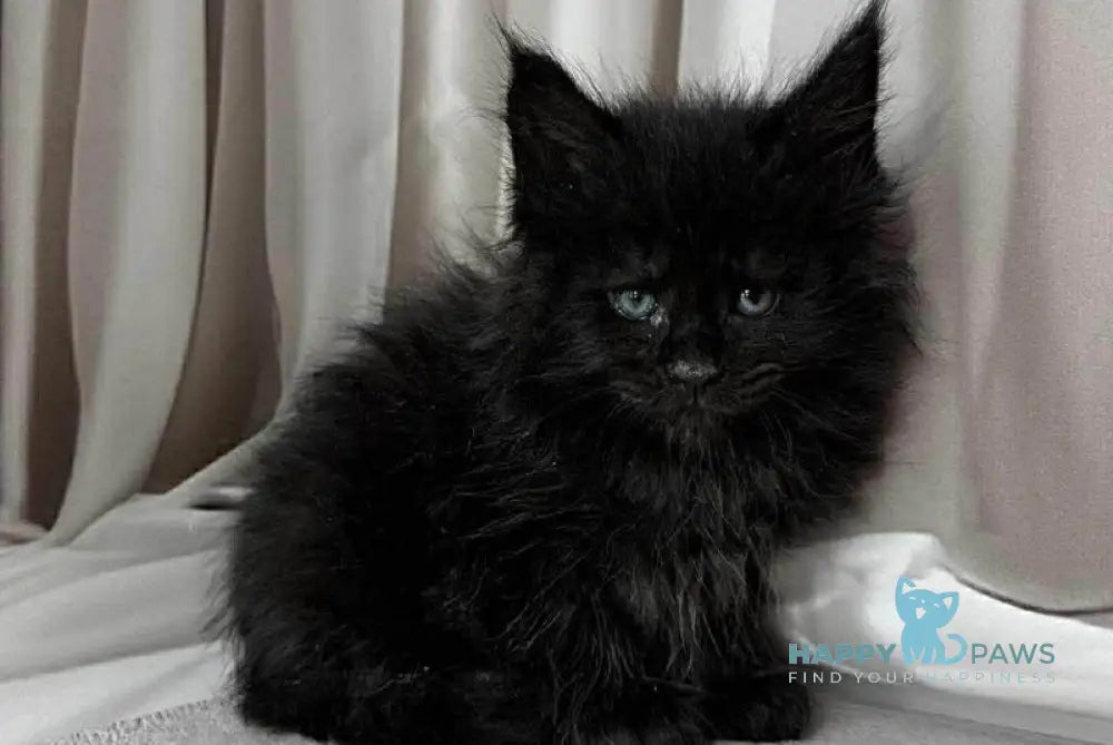 Ginger Maine Coon female black live animals