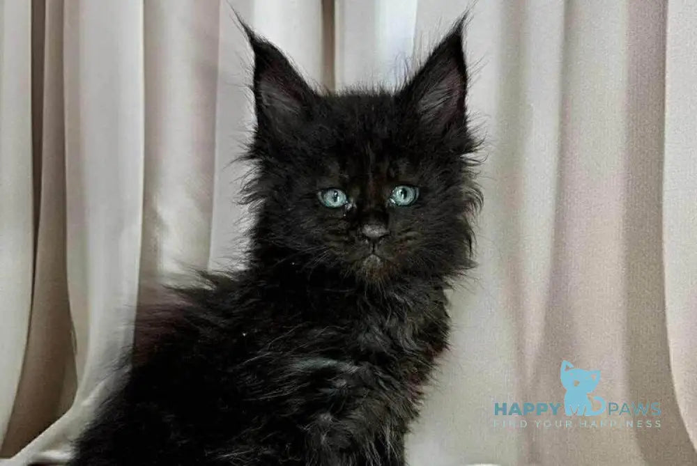 Ginger Maine Coon female black live animals