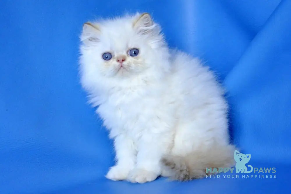 Ginger Persian male red pointed live animals