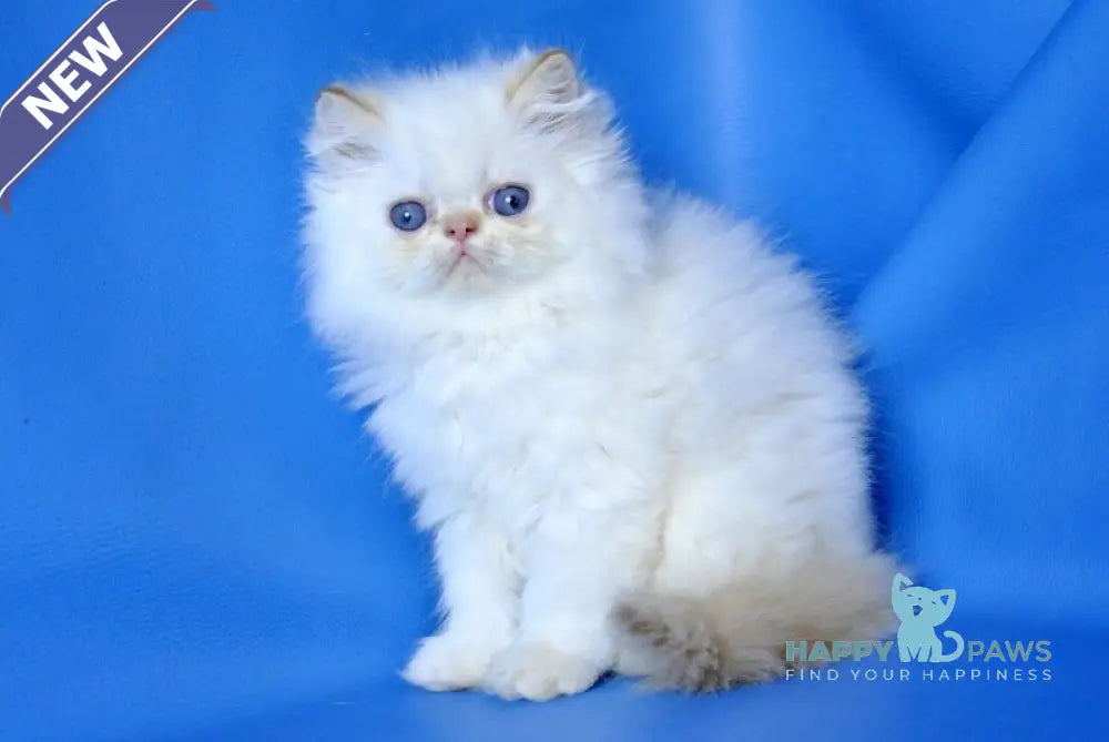 Ginger Persian male red pointed live animals