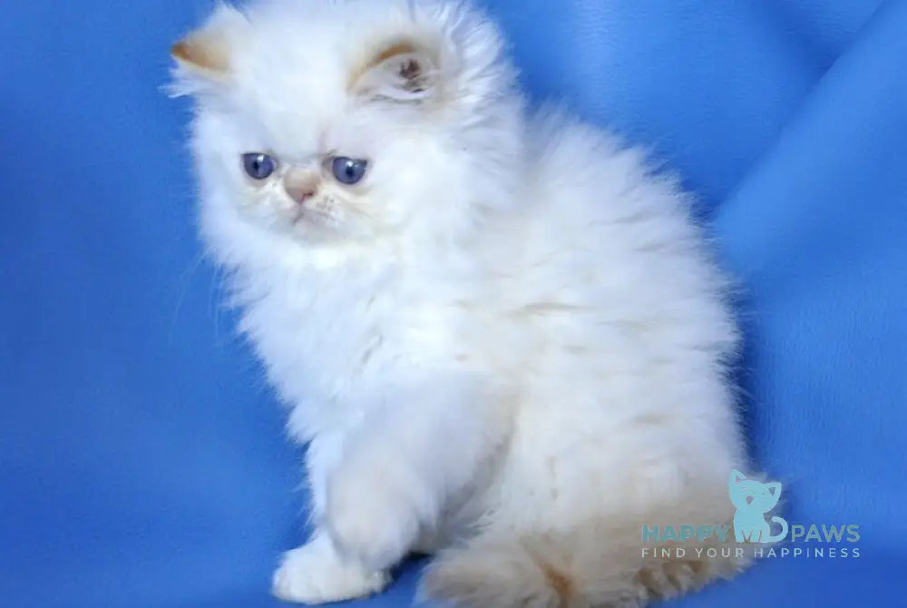 Ginger Persian male red pointed live animals