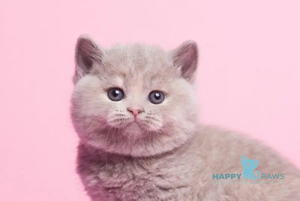 Ginny British Shorthair female lilac tortie live animals