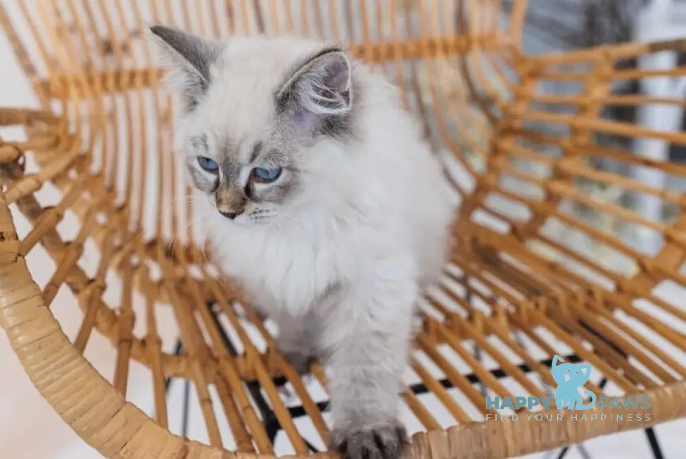 Giselle Neva Masquerade female black tabby pointed live animals