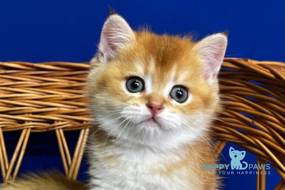 Giselle Scottish Straight female black golden chinchilla live animals