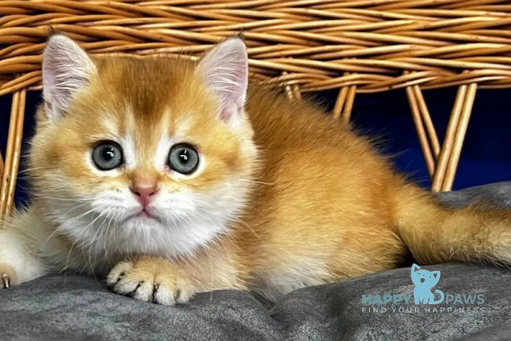 Giselle Scottish Straight female black golden chinchilla live animals