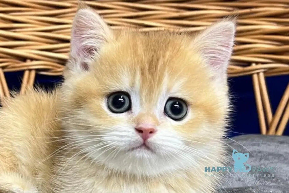 Givenchy Scottish Straight female black golden chinchilla live animals