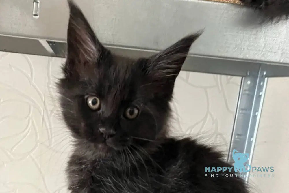 Gizmo Maine Coon male black live animals