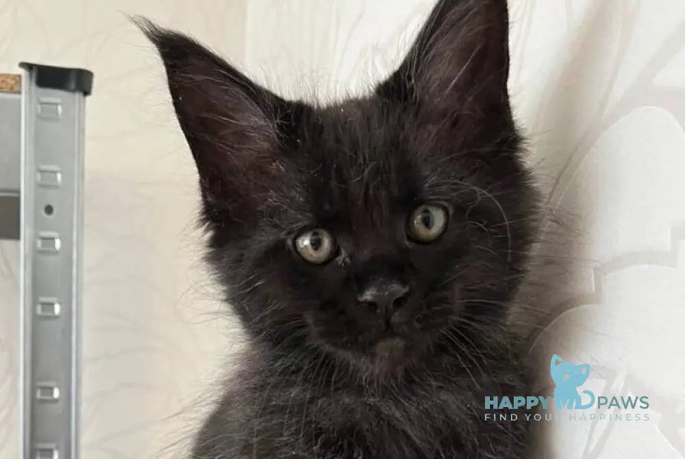 Gizmo Maine Coon male black live animals