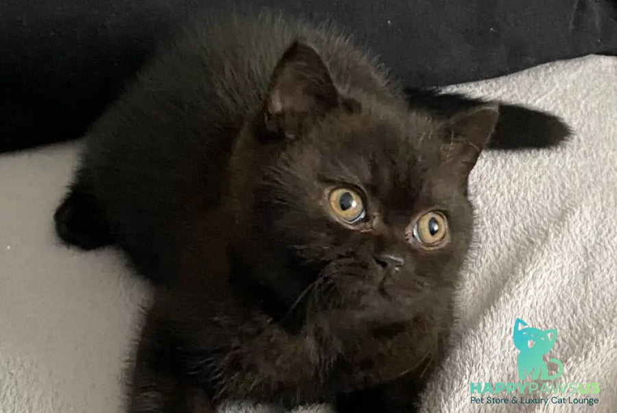 Gladys British Shorthair female black - live animals