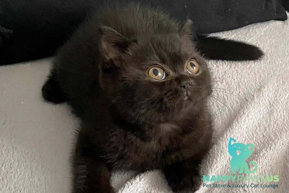 Gladys British Shorthair female black - live animals