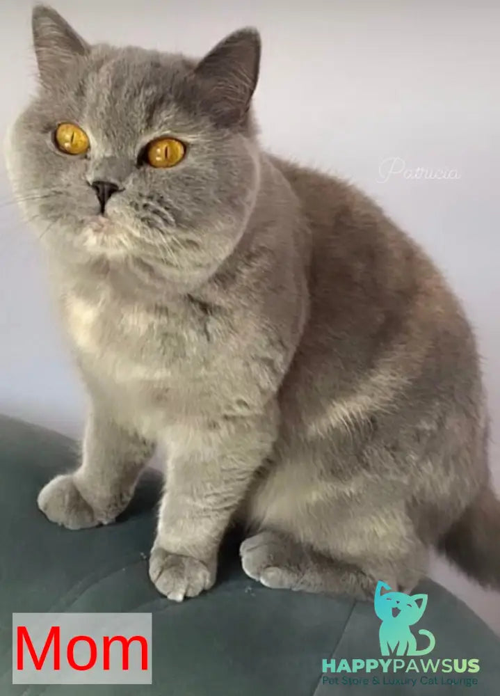 Gladys British Shorthair female black - live animals