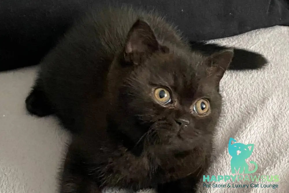 Gladys British Shorthair female black - live animals