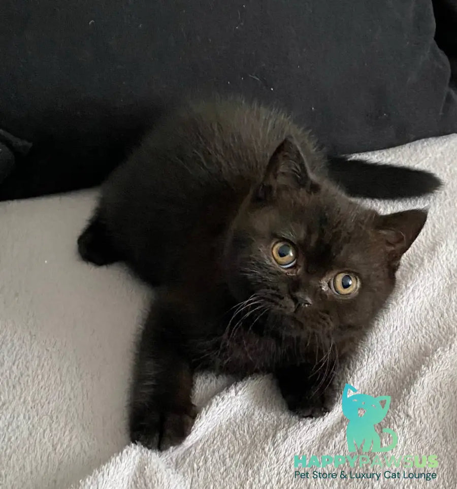 Gladys British Shorthair female black - live animals