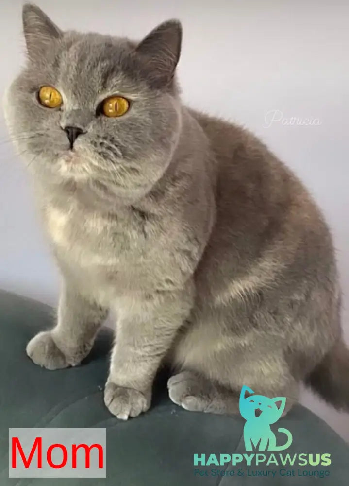 Gladys British Shorthair female black - live animals