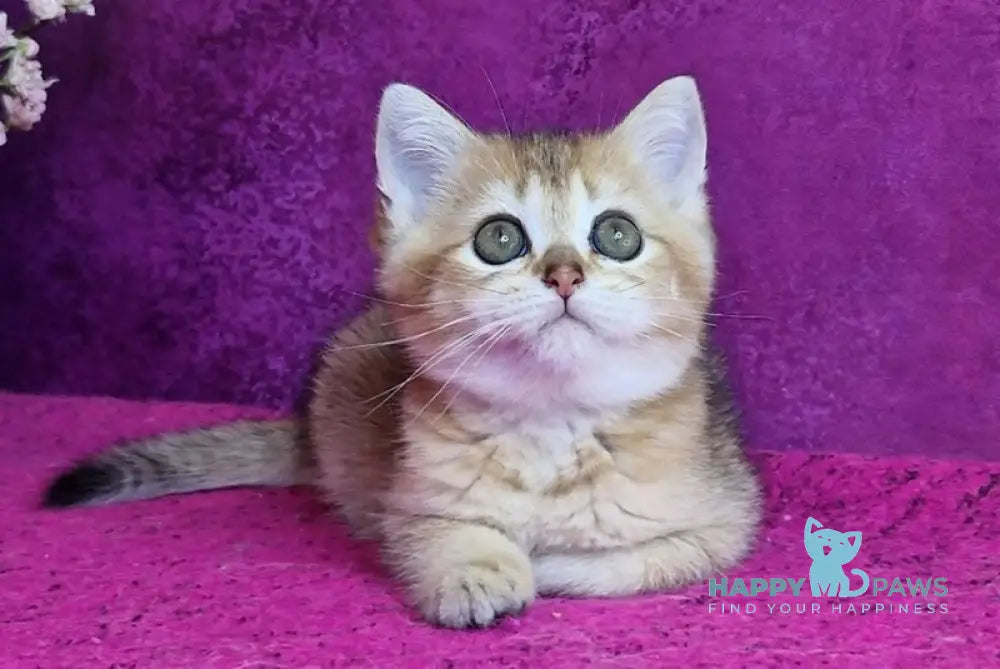 Glafira British Shorthair female black golden ticked tabby live animals