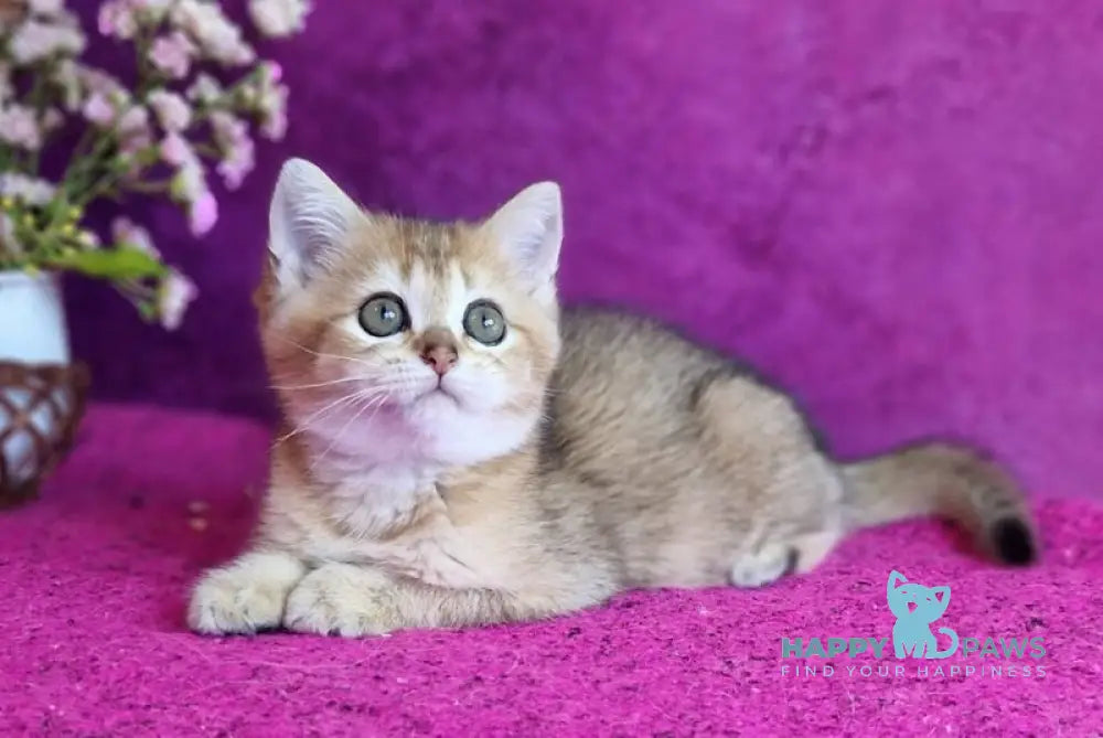 Glafira British Shorthair female black golden ticked tabby live animals