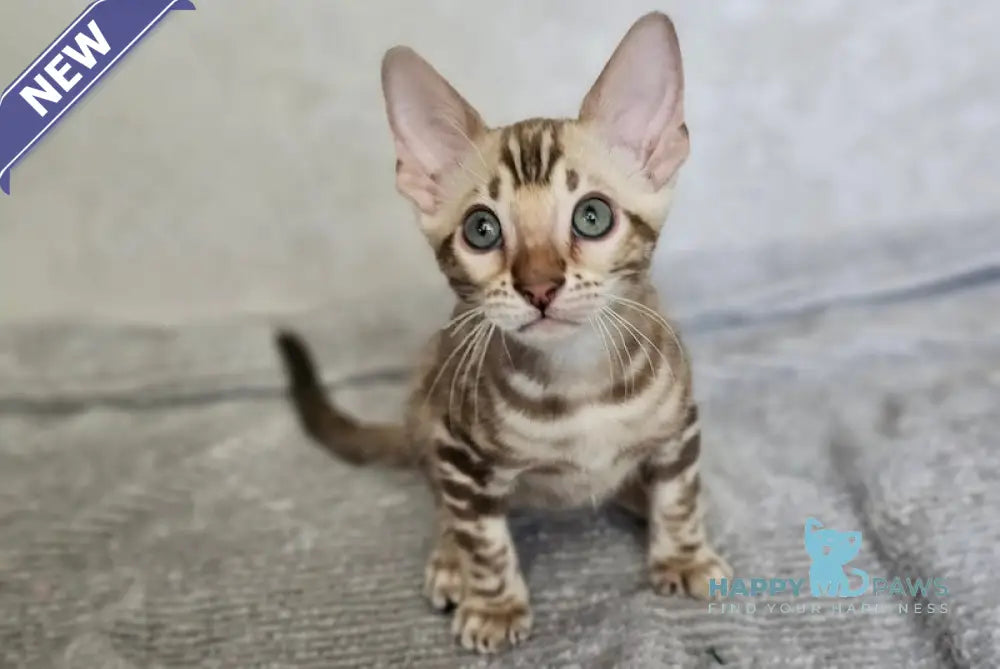 Glamour Bengal male snow mink live animals
