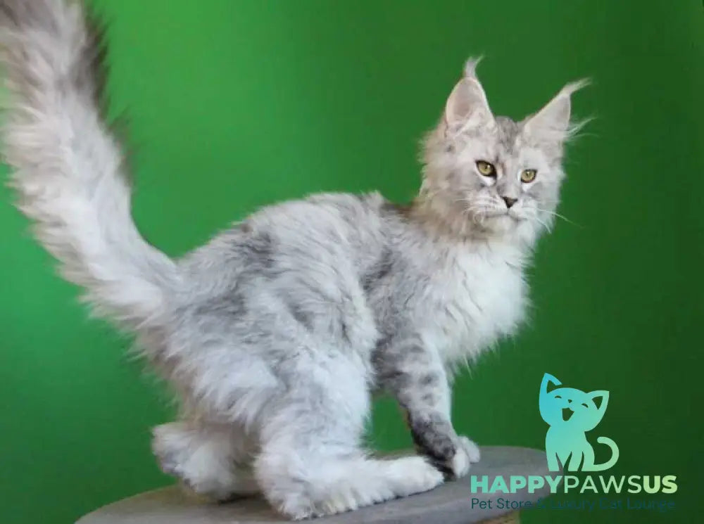 Glamour Maine Coon male black silver tabby live animals