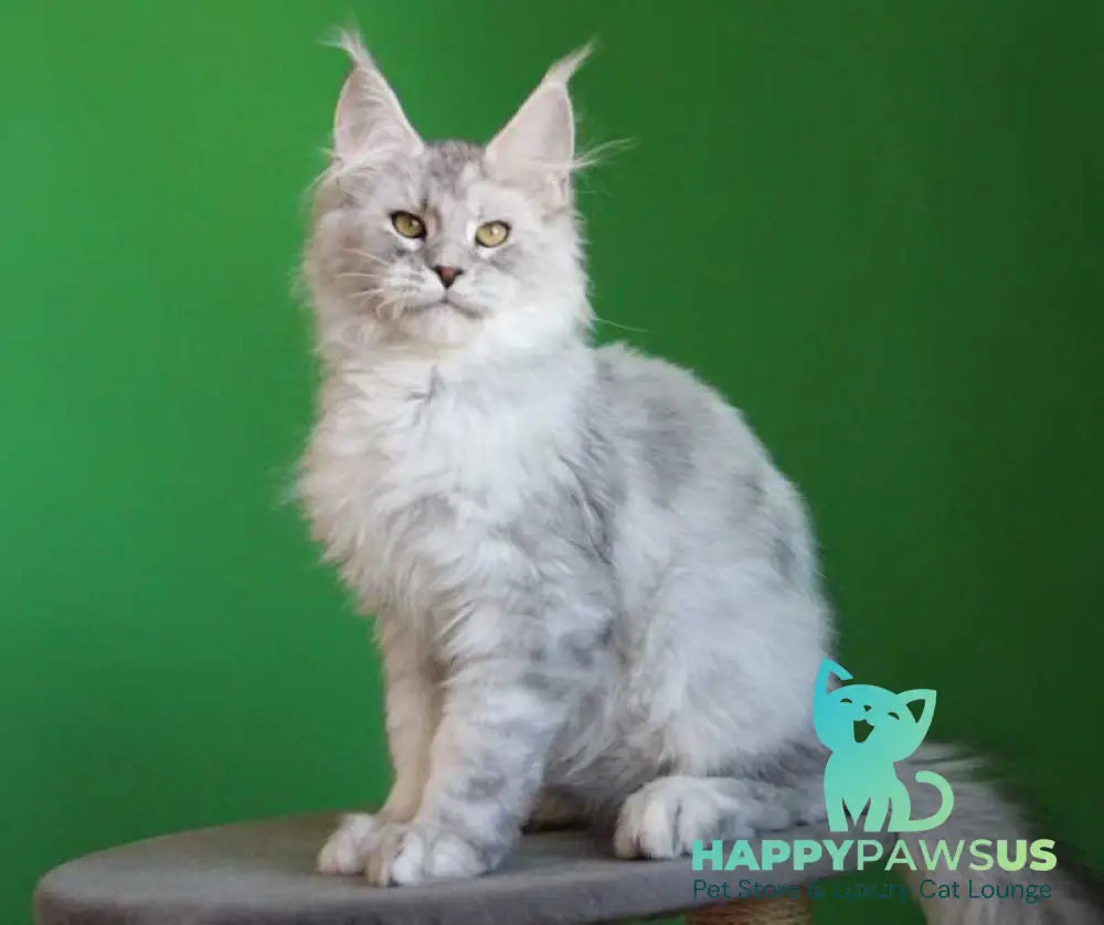Glamour Maine Coon male black silver tabby live animals