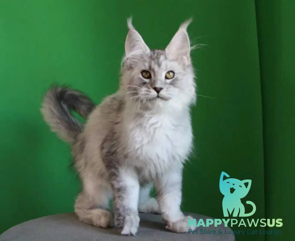 Glamour Maine Coon male black silver tabby live animals