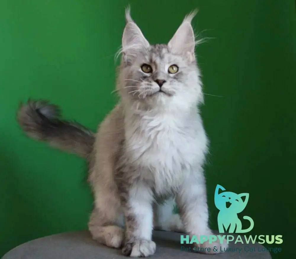 Glamour Maine Coon male black silver tabby live animals