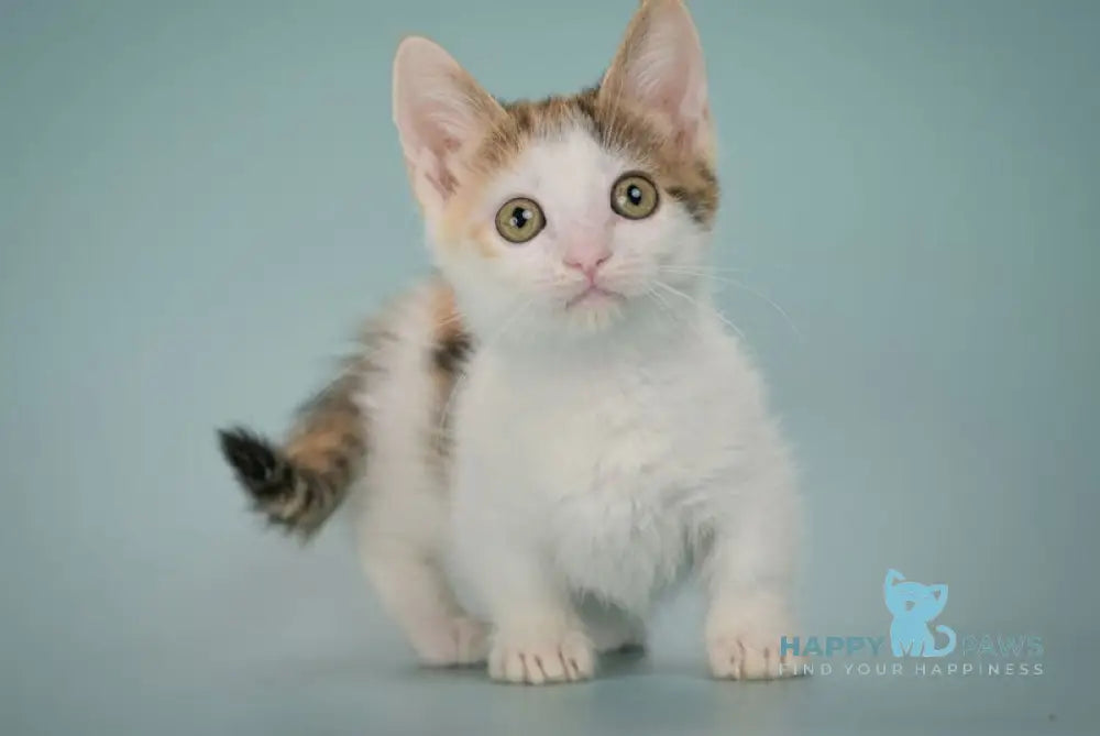 Glasha Munchkin female black tortie bicolour tabby live animals