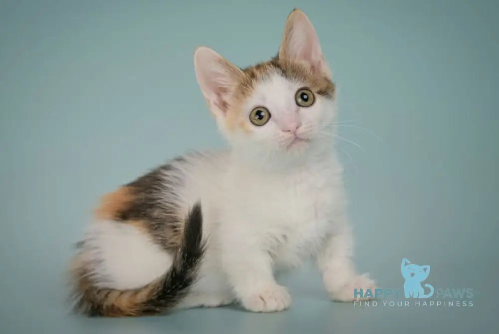 Glasha Munchkin female black tortie bicolour tabby live animals