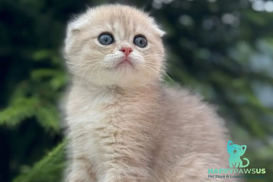 Glasha Scottish Fold female blue golden shaded - live animals