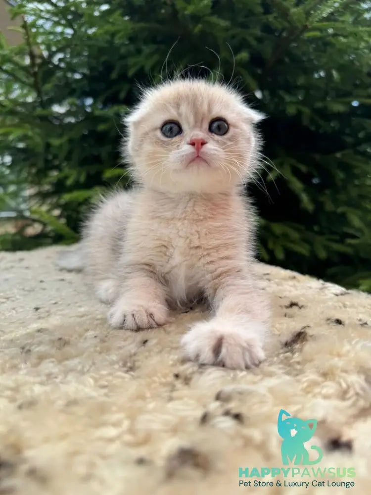 Glasha Scottish Fold female blue golden shaded - live animals
