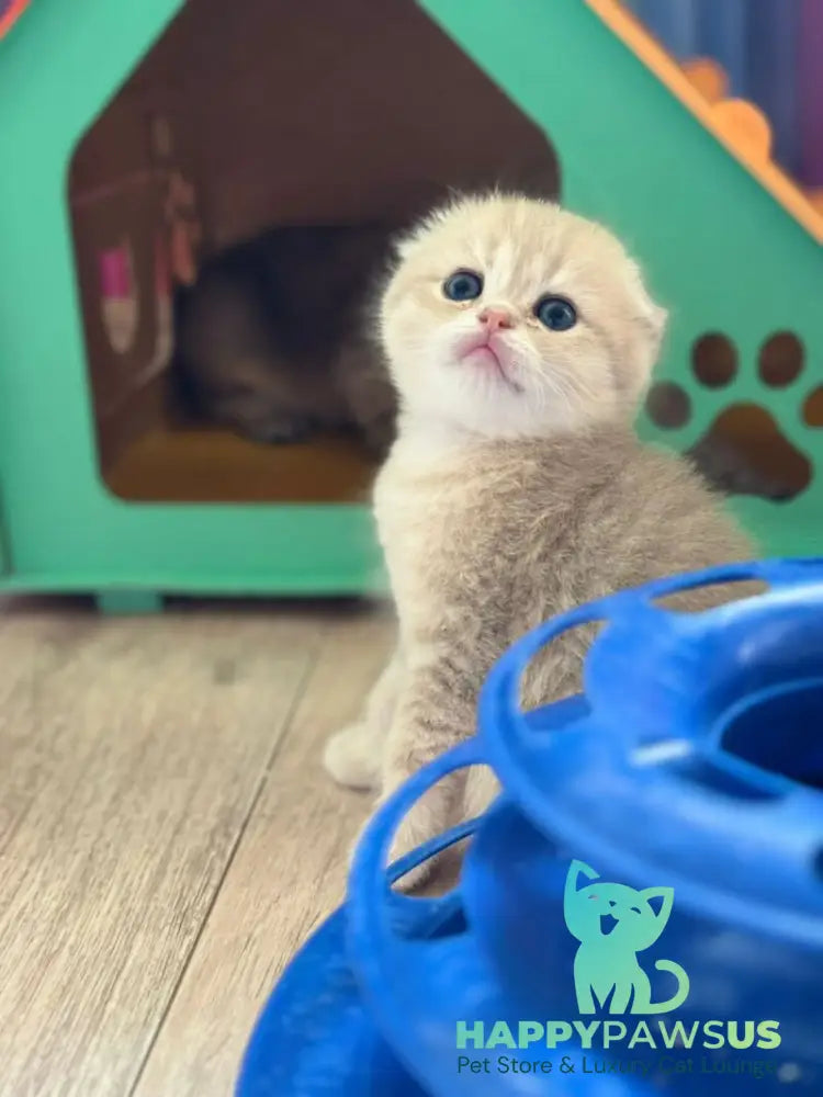 Glasha Scottish Fold female blue golden shaded - live animals