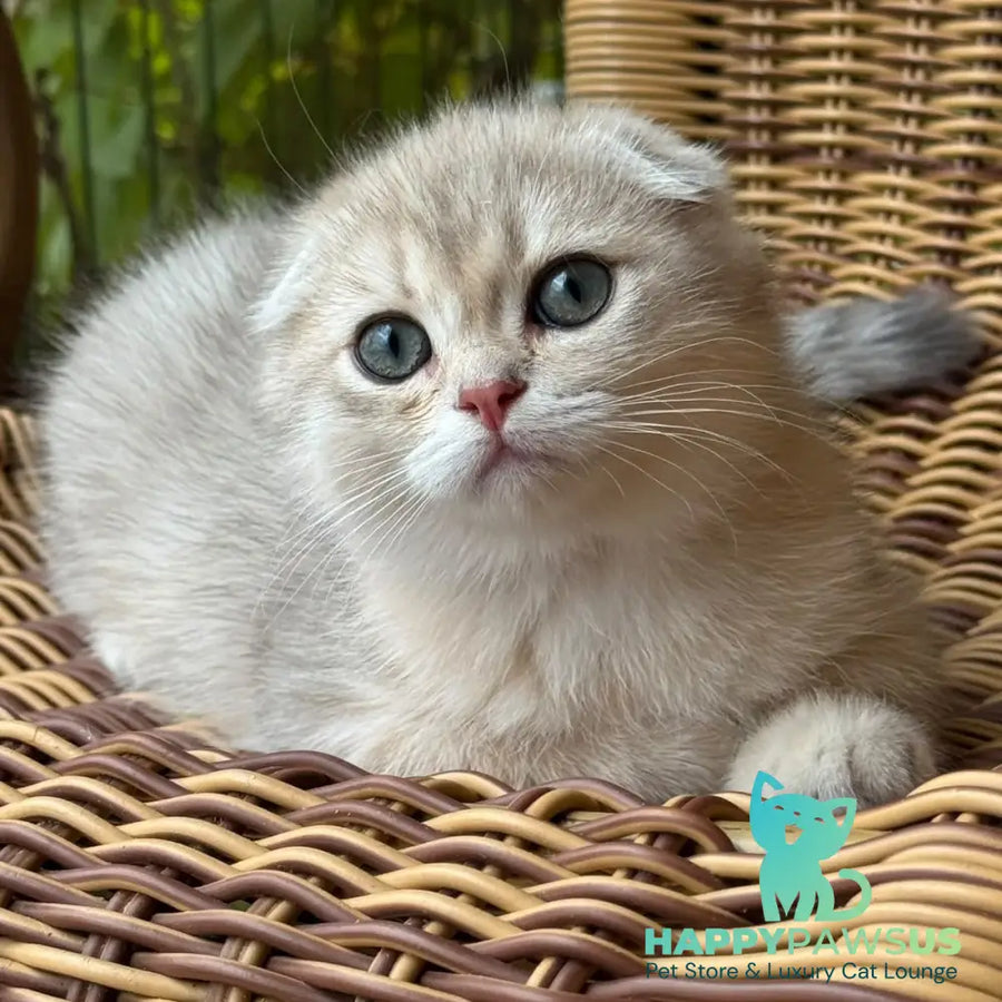 Glasha Scottish Fold female blue golden shaded - live animals