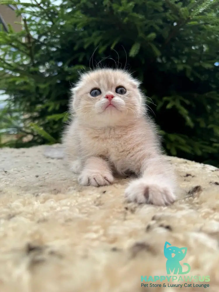 Glasha Scottish Fold female blue golden shaded - live animals