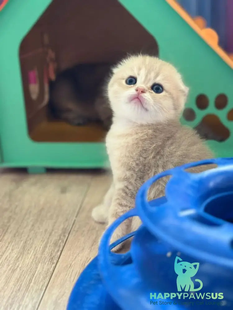 Glasha Scottish Fold female blue golden shaded - live animals