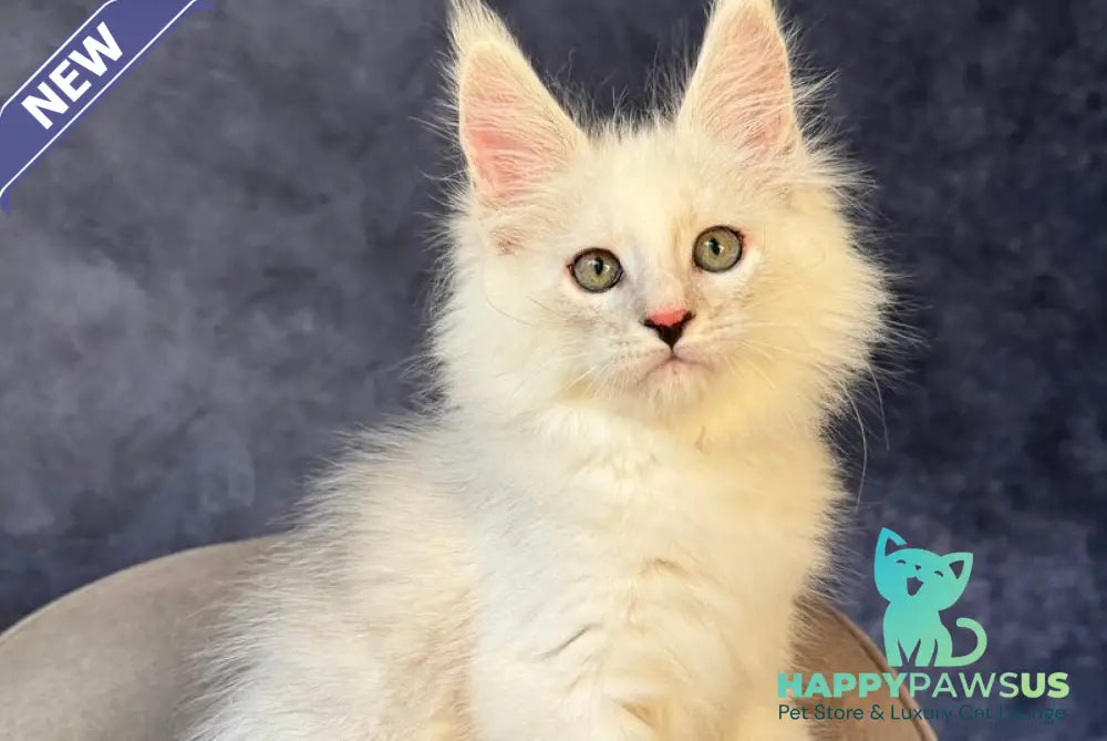 Glen Ellen Maine Coon female black tortie silver shaded - live animals