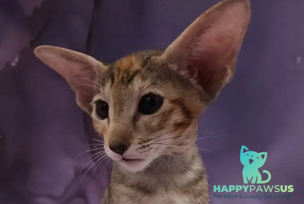 Glenna Oriental Shorthair female black tortie spotted tabby live animals