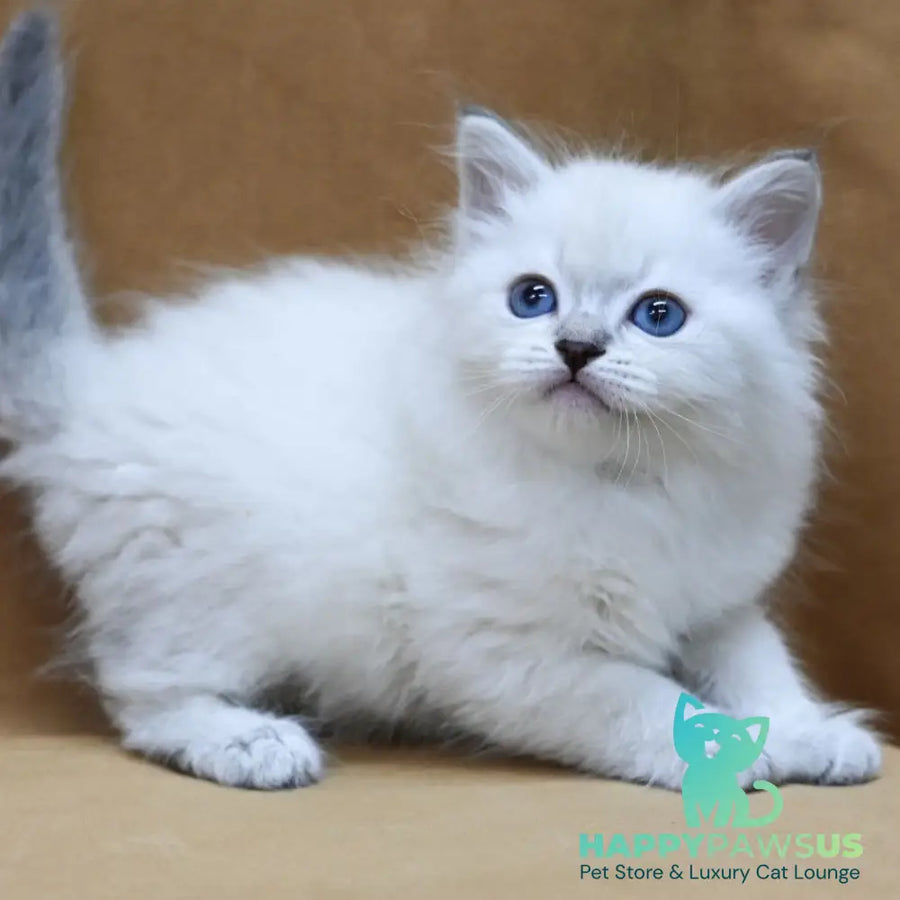Glint Neva Masquerade male blue tabby pointed - live animals