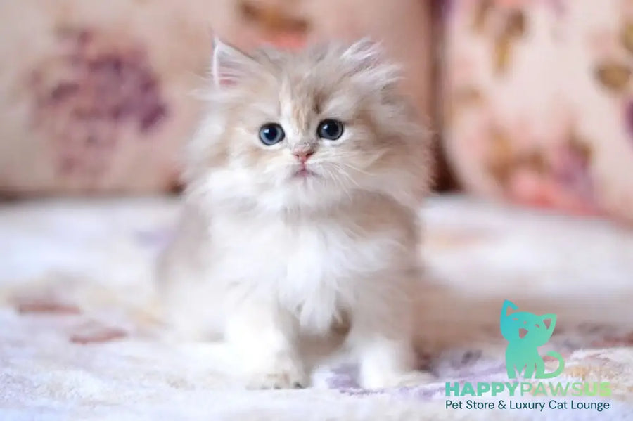 Gloria British Longhair female blue golden shaded - live animals