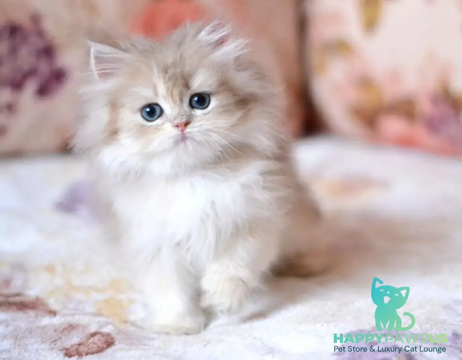 Gloria British Longhair female blue golden shaded - live animals