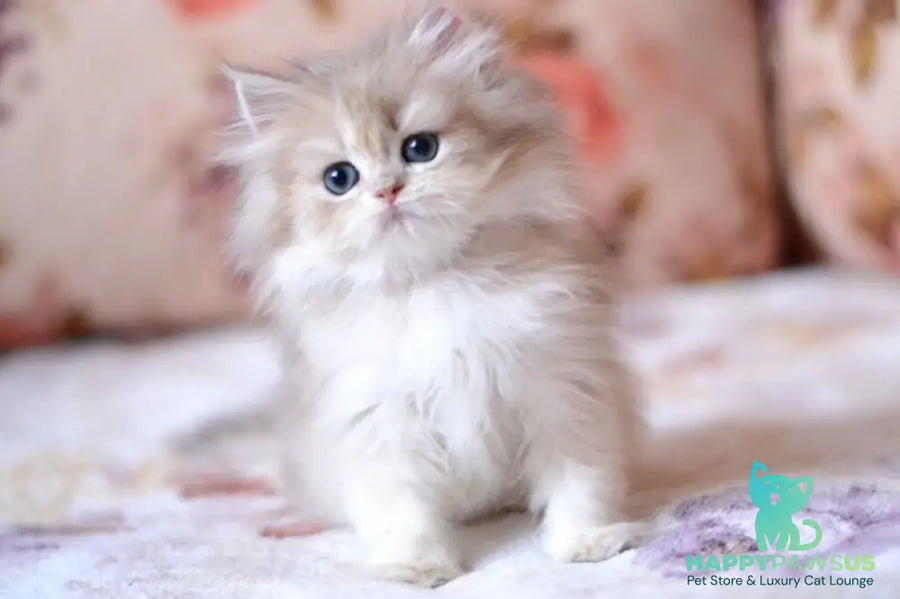 Gloria British Longhair female blue golden shaded - live animals