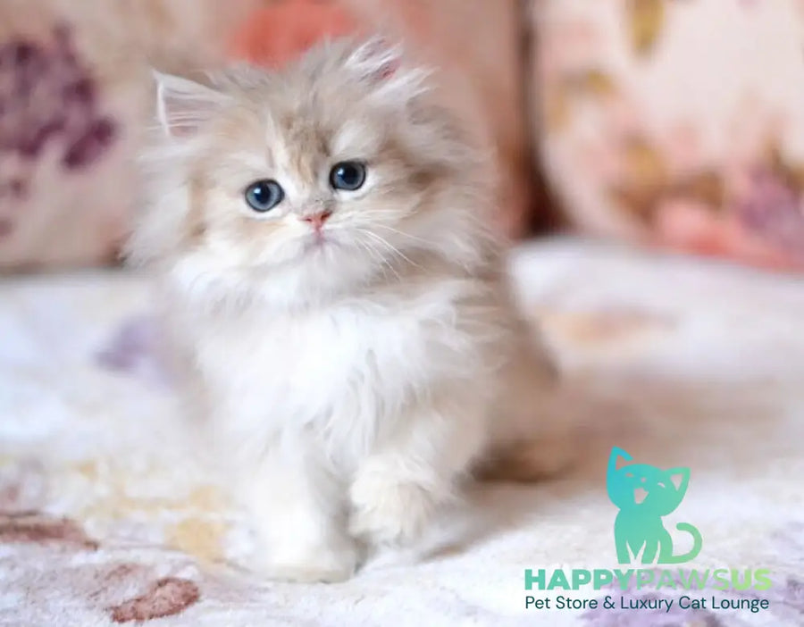 Gloria British Longhair female blue golden shaded - live animals