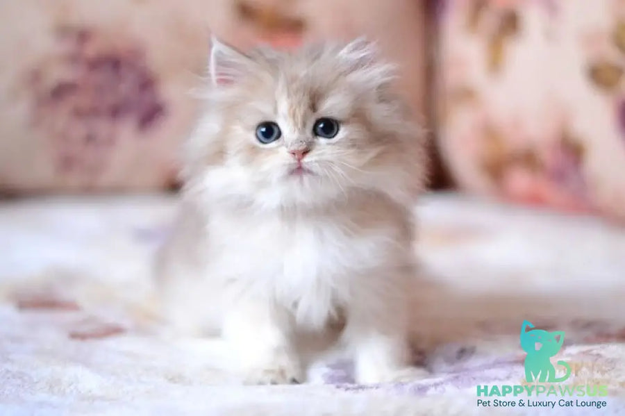 Gloria British Longhair female blue golden shaded - live animals